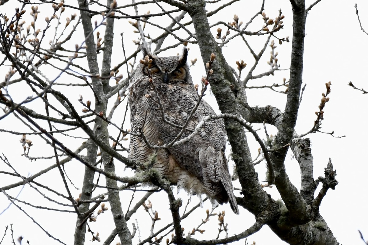 Great Horned Owl - ML617722249