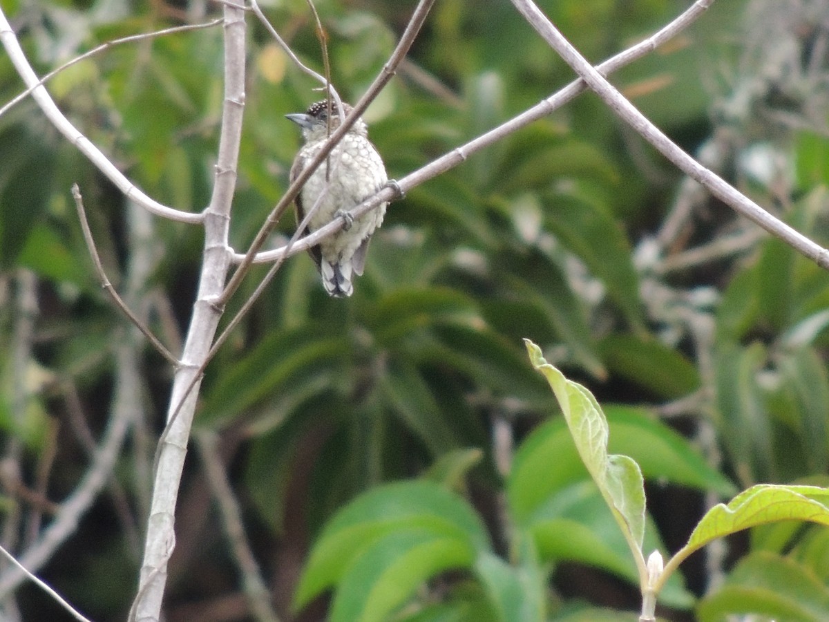 Scaled Piculet - ML617722367
