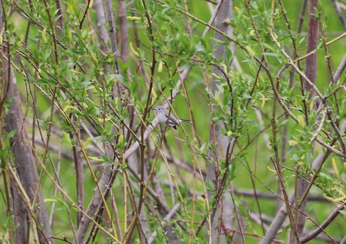 Blue-gray Gnatcatcher (obscura Group) - ML617722395