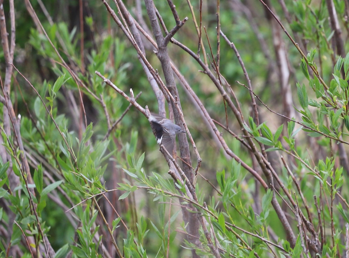 Blue-gray Gnatcatcher (obscura Group) - ML617722396