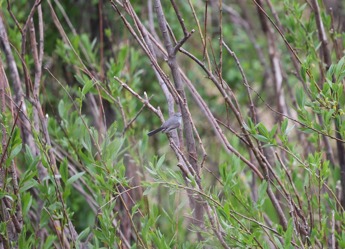 Blue-gray Gnatcatcher (obscura Group) - ML617722397