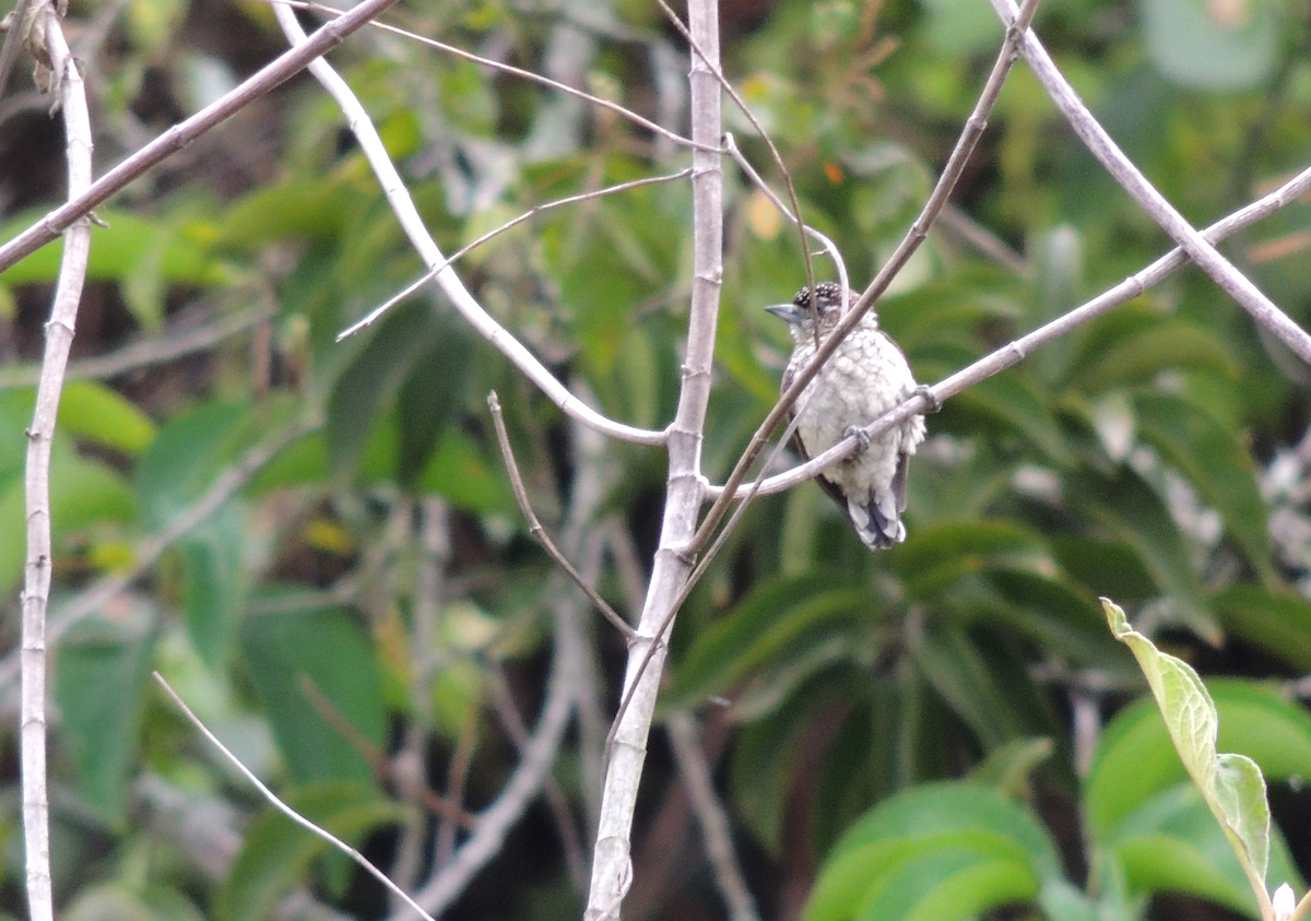 Scaled Piculet - ML617722527