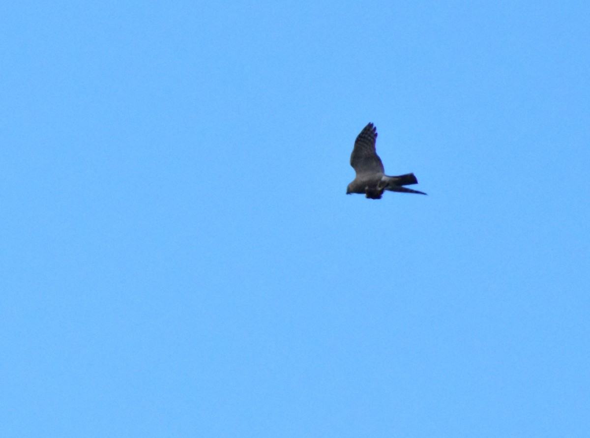 Eurasian Sparrowhawk - marco bettoni
