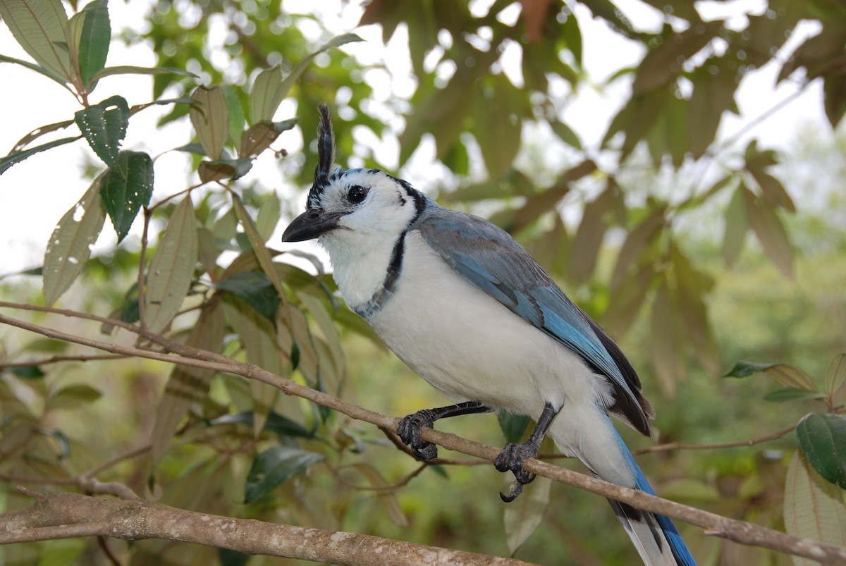 White-throated Magpie-Jay - ML617722551