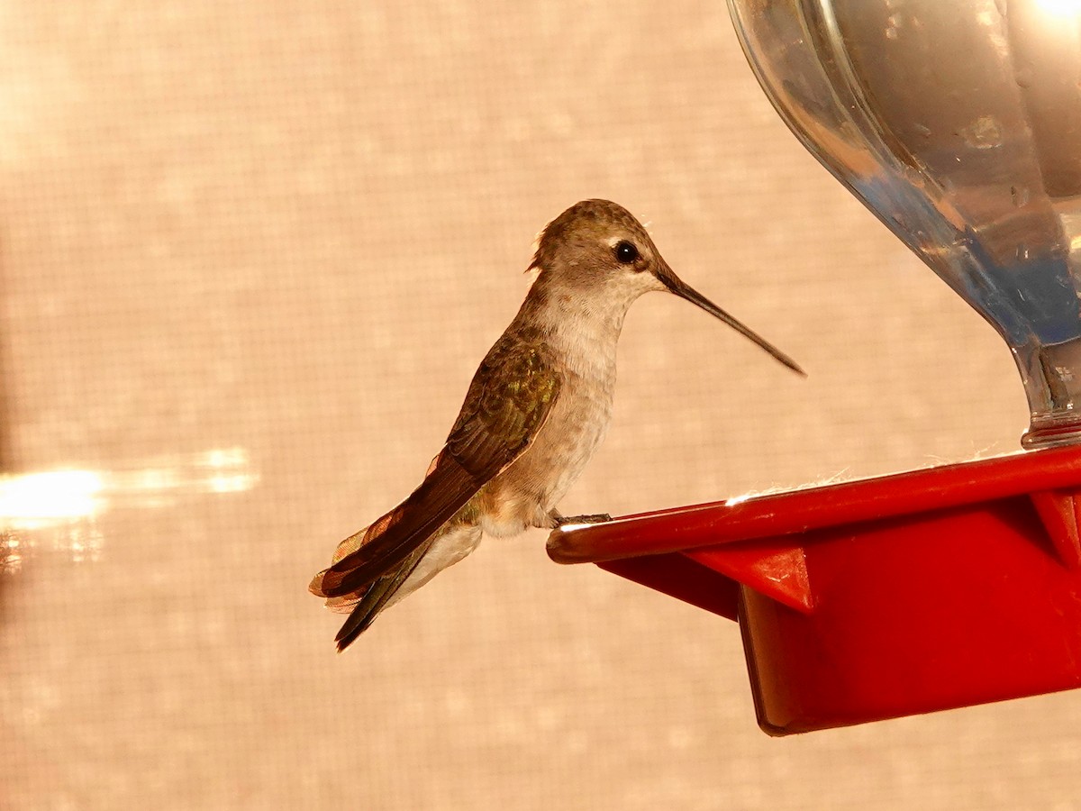 Black-chinned Hummingbird - ML617722566