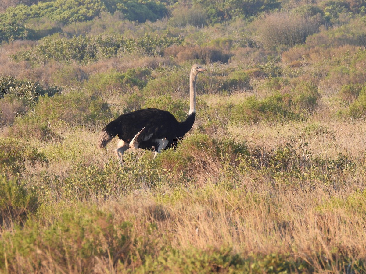 Common Ostrich - Timothy Kasper
