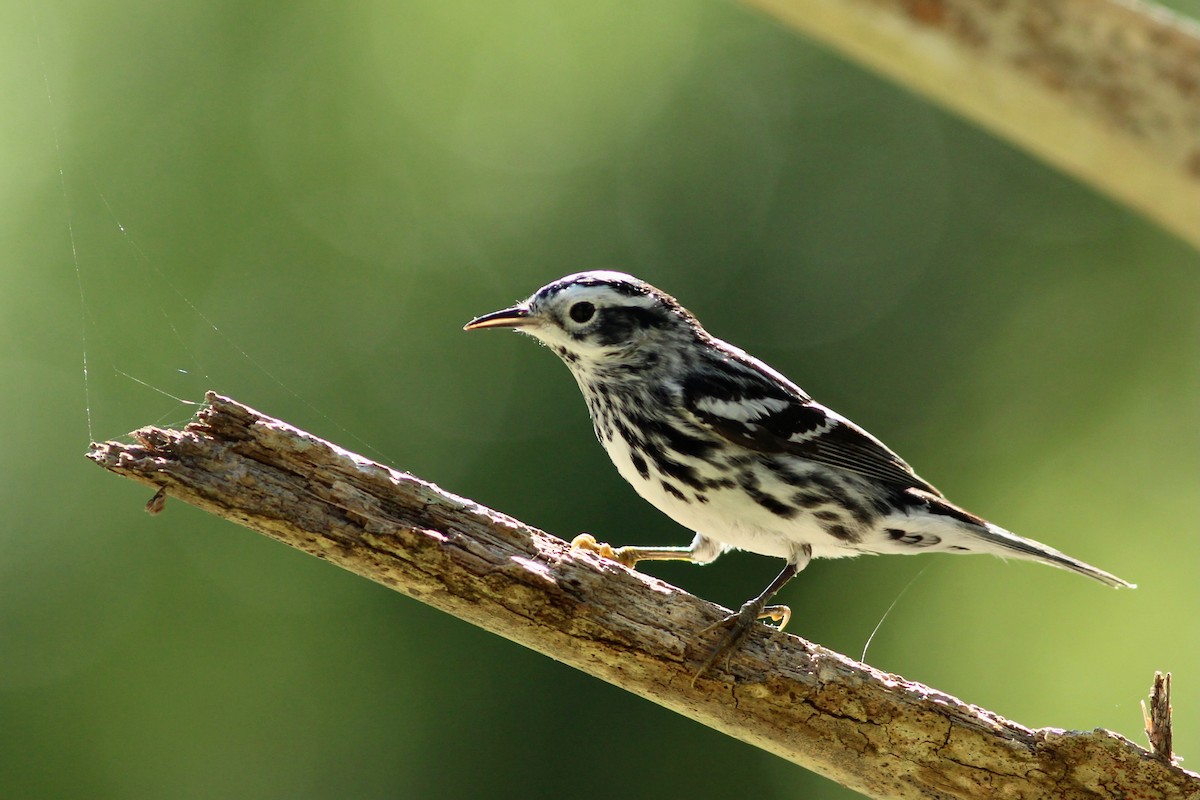 Black-and-white Warbler - ML617722660