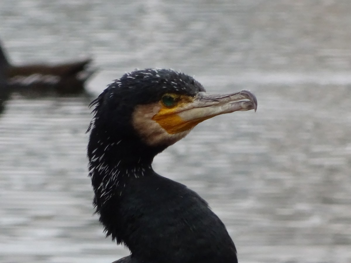 Great Cormorant - Anonymous