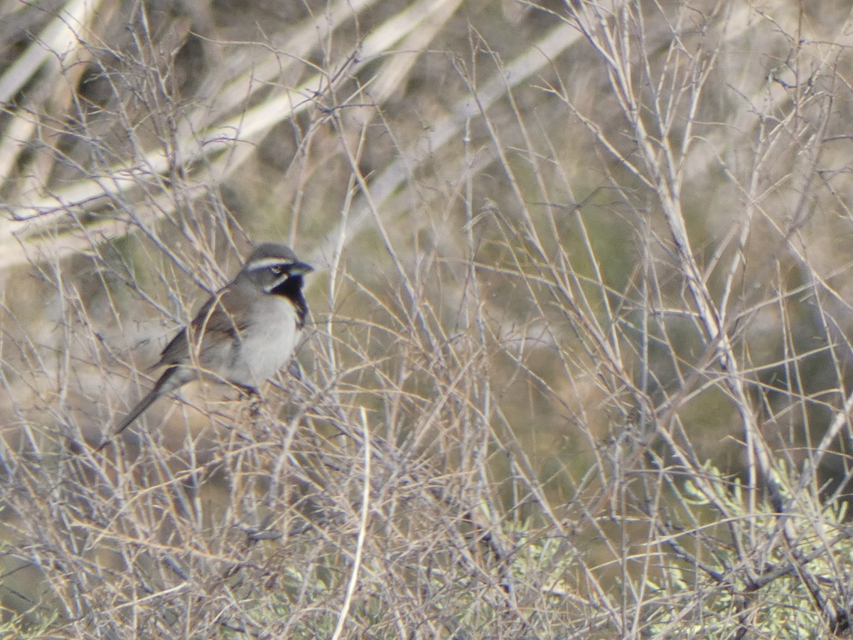 Black-throated Sparrow - ML617722678