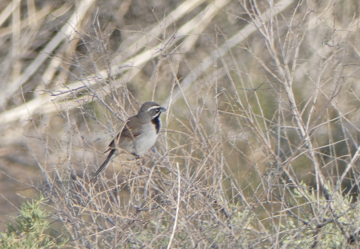 Black-throated Sparrow - ML617722679