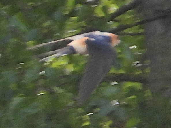 Red-rumped Swallow - ML617722681