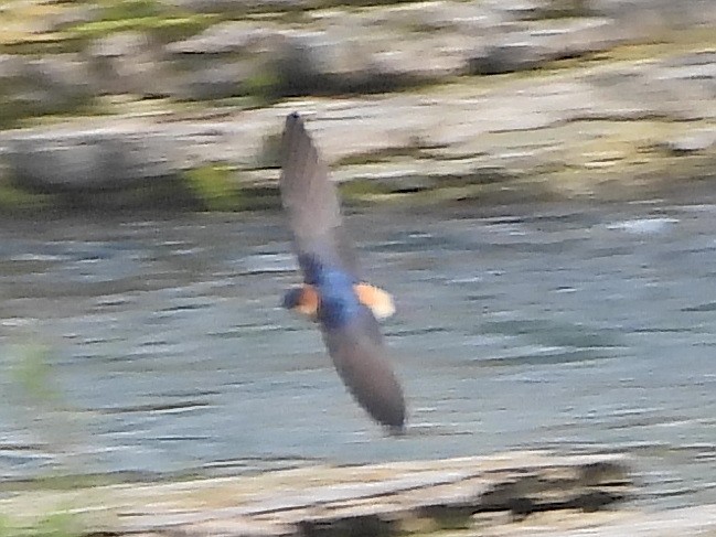 Red-rumped Swallow - ML617722682