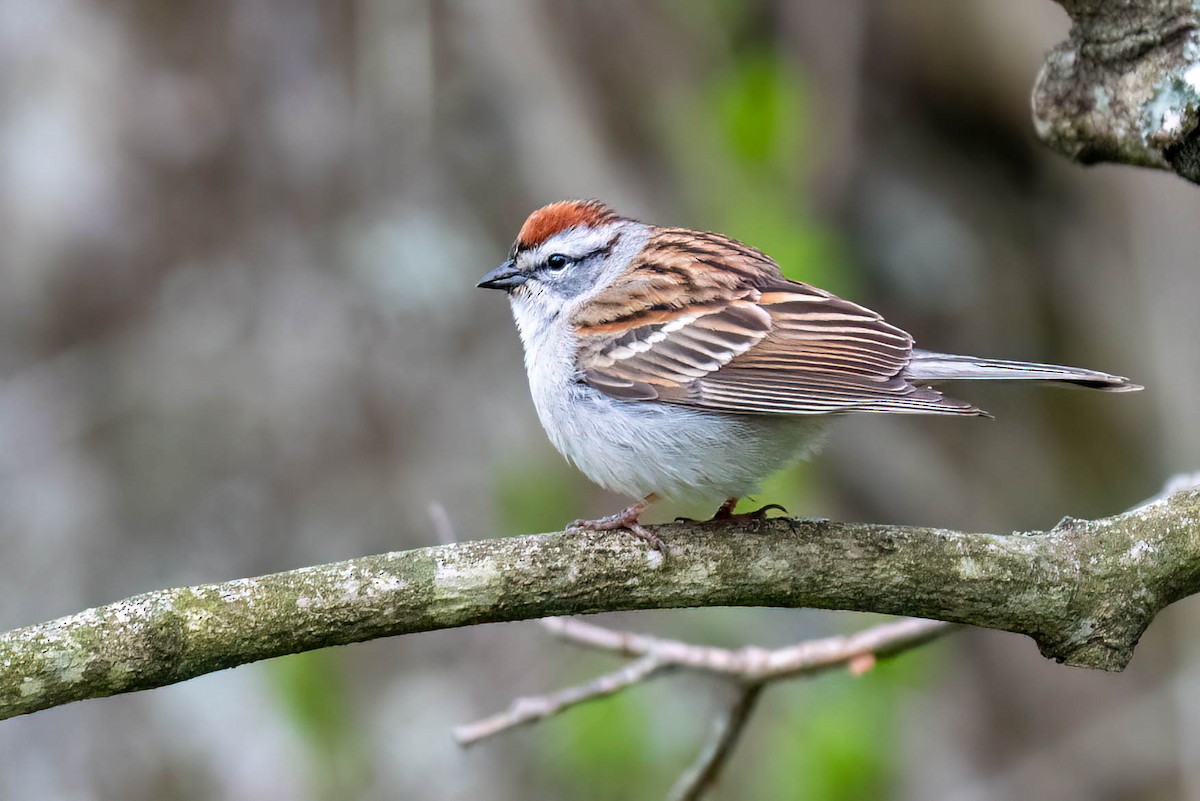 Chipping Sparrow - ML617722704