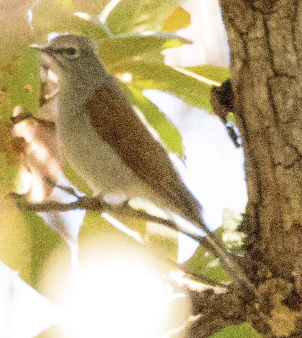 Brown-backed Solitaire - ML617722717