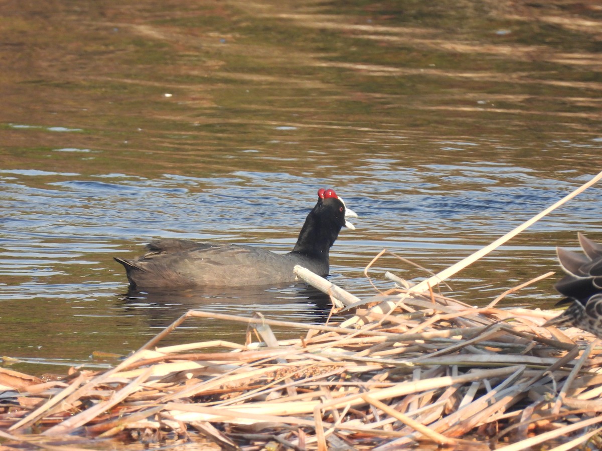 Red-knobbed Coot - ML617722822