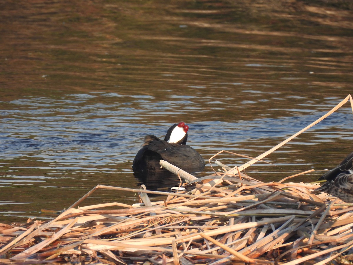 Red-knobbed Coot - ML617722823
