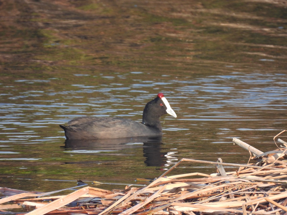 Red-knobbed Coot - Timothy Kasper
