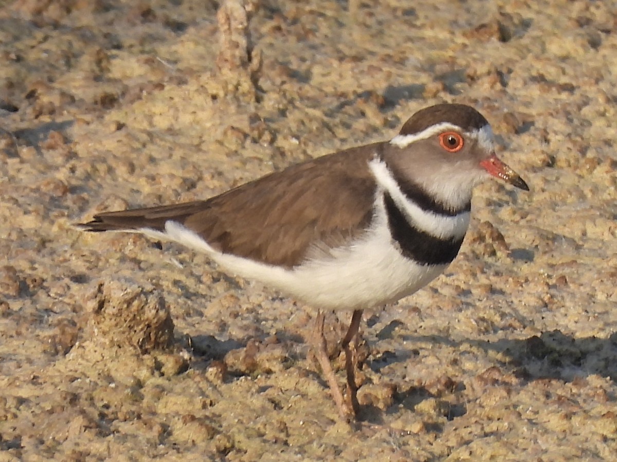 Three-banded Plover - ML617722834