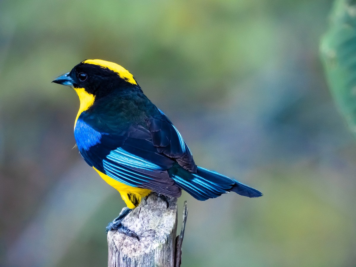 Blue-winged Mountain Tanager - ML617722835