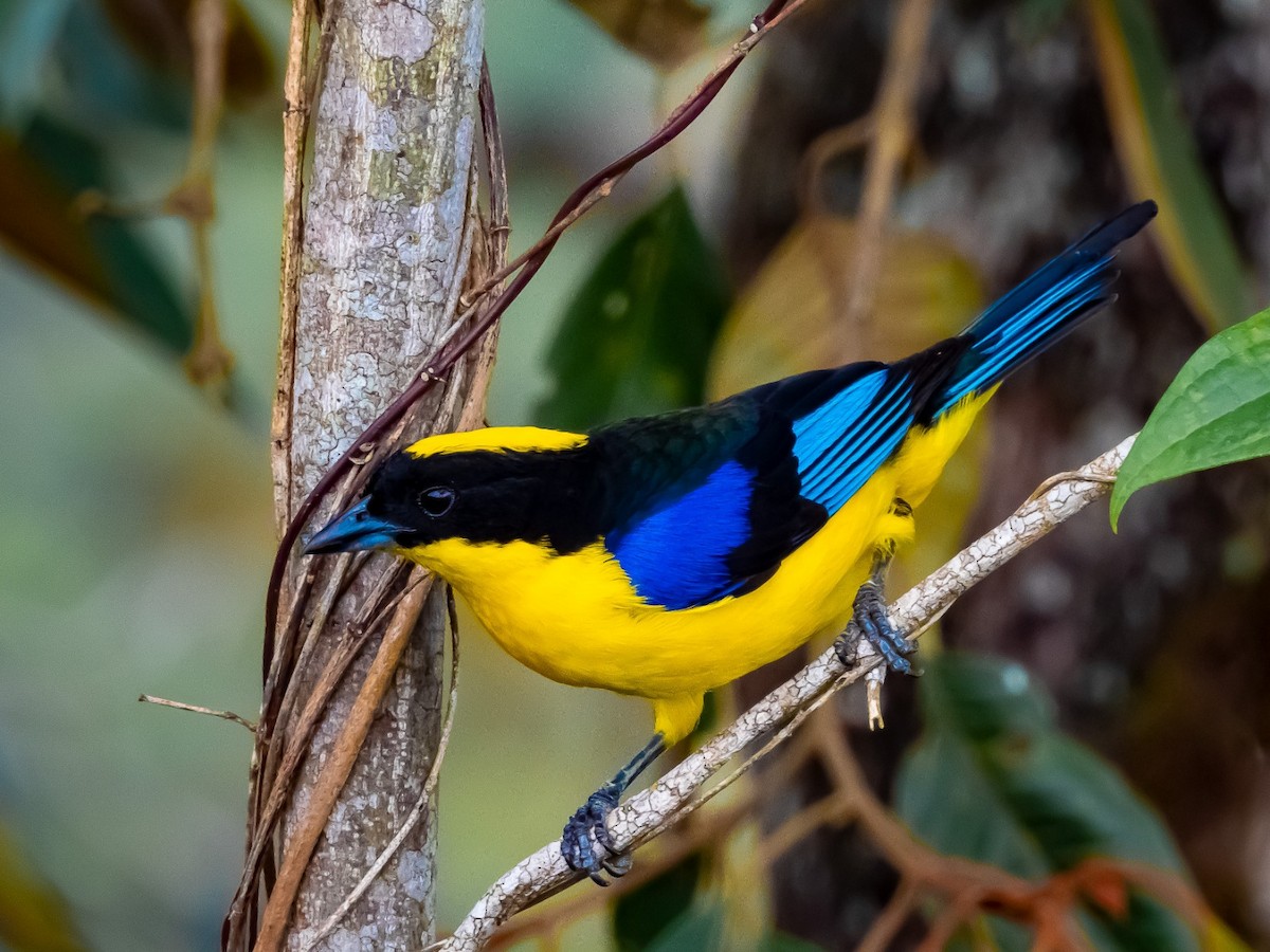Blue-winged Mountain Tanager - ML617722836