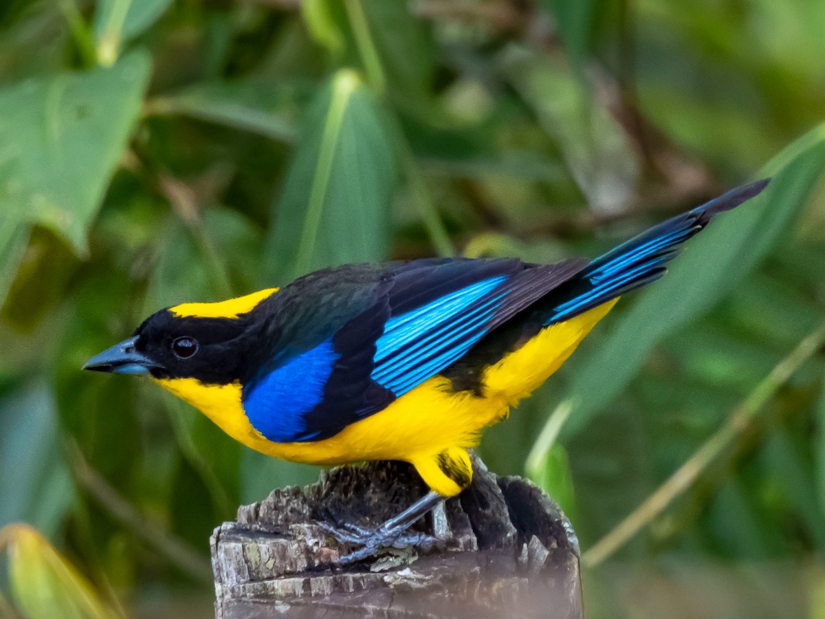 Blue-winged Mountain Tanager - ML617722837