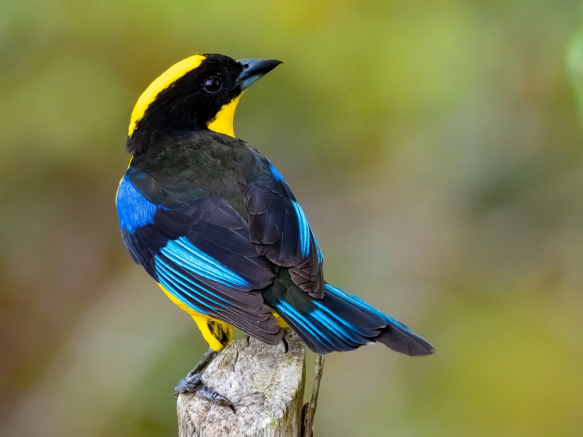 Blue-winged Mountain Tanager - ML617722838