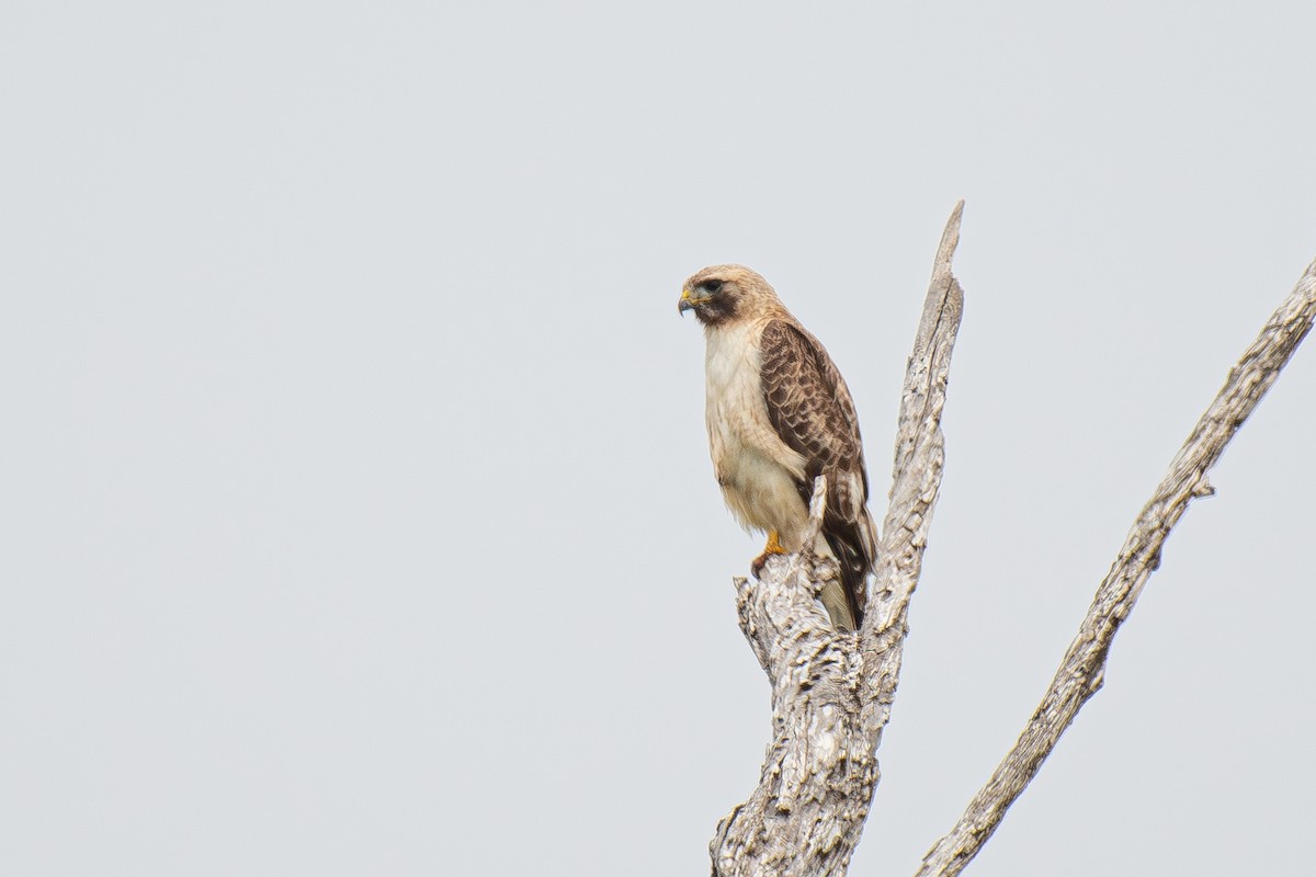 Red-tailed Hawk - ML617722982
