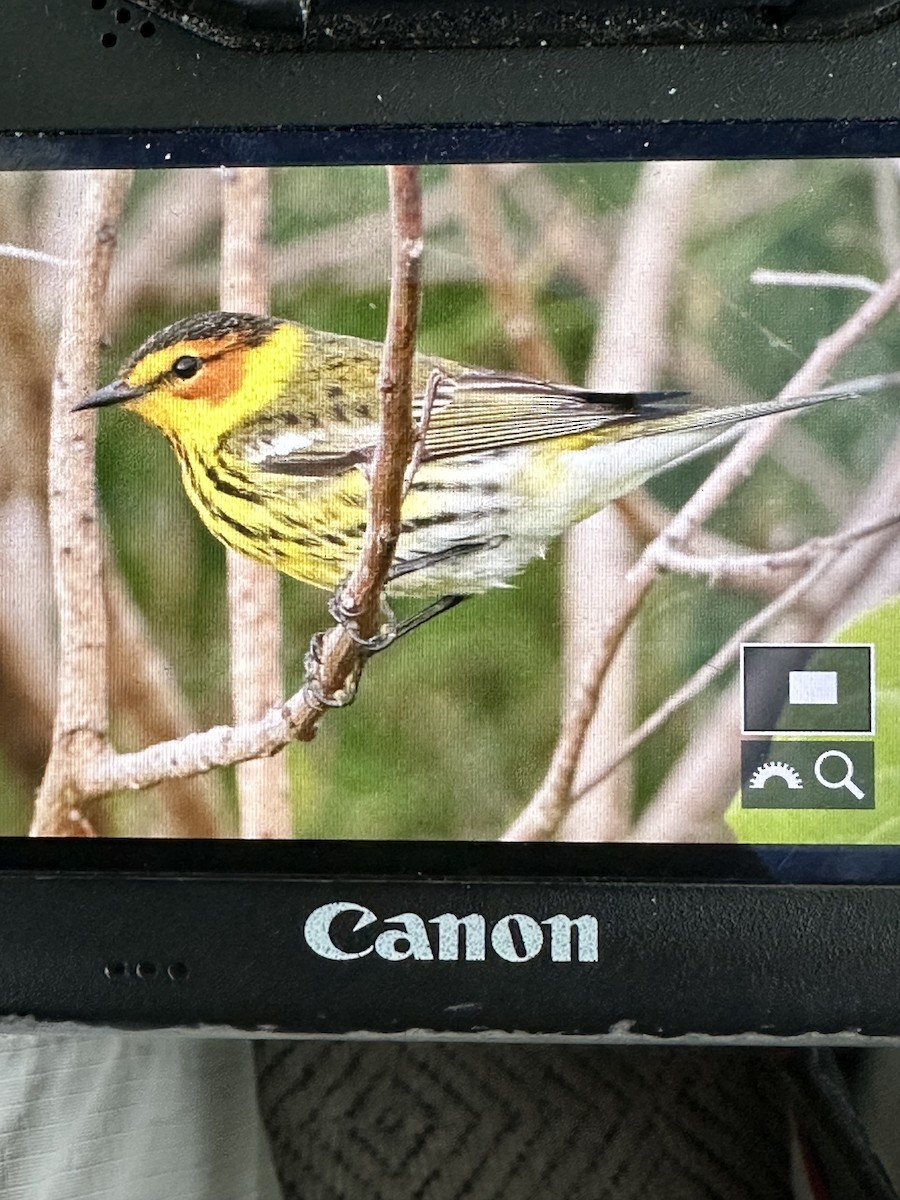 Cape May Warbler - ML617723031