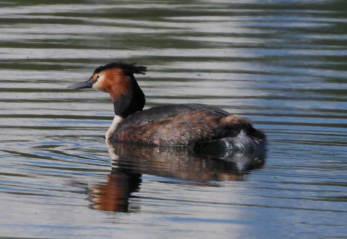 Great Crested Grebe - ML617723046