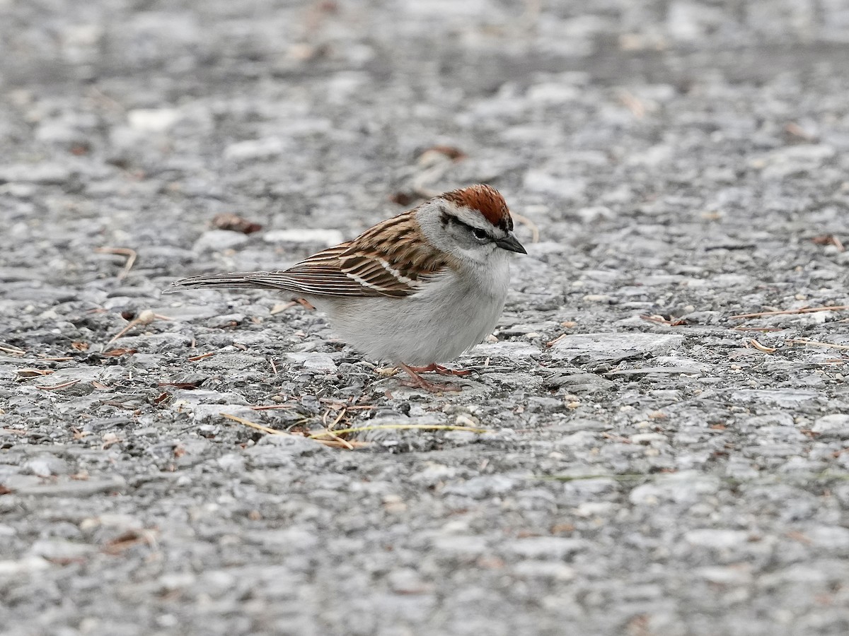 Chipping Sparrow - ML617723142