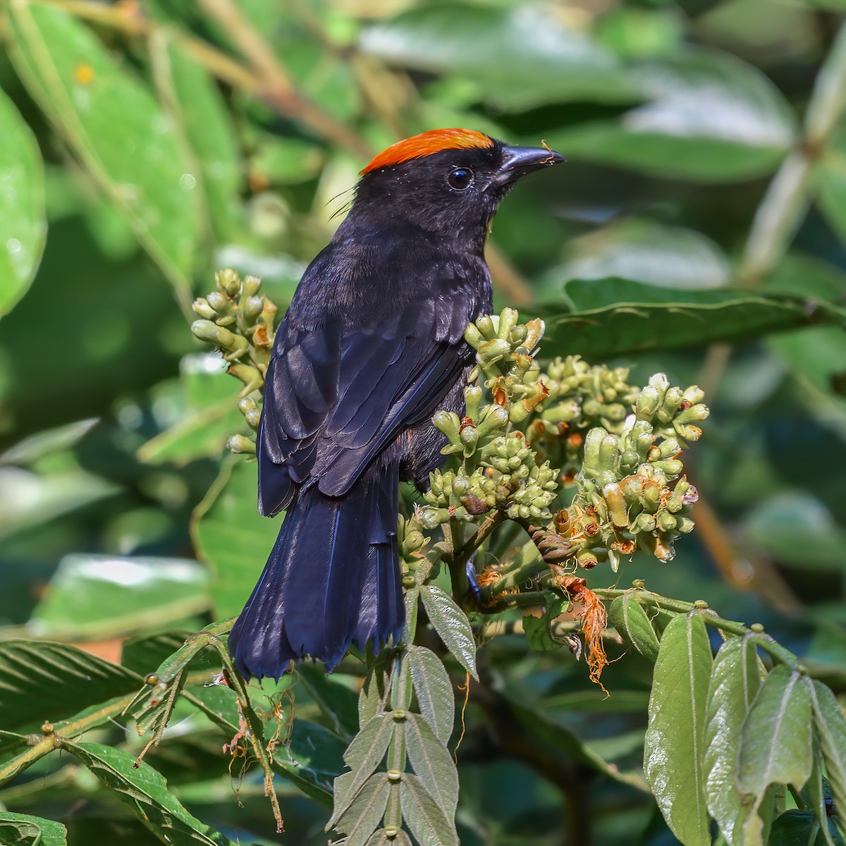 Flame-crested Tanager (Flame-crested) - ML617723273