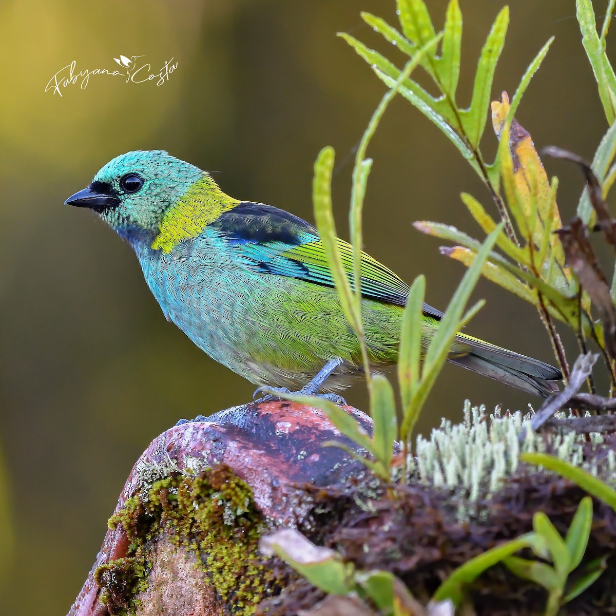 Green-headed Tanager - ML617723282