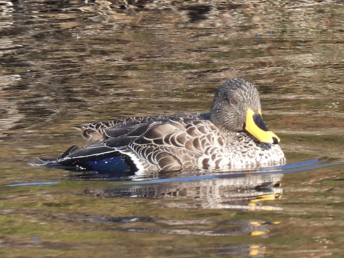 Yellow-billed Duck - ML617723312