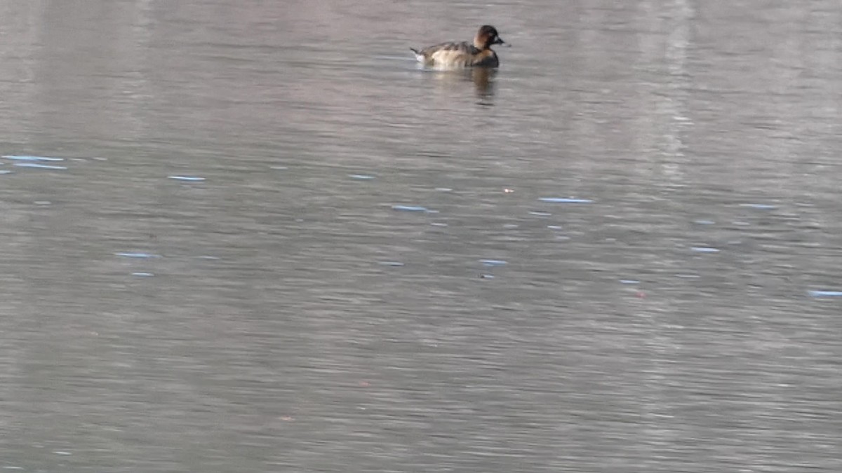 eBird Checklist - 21 Apr 2024 - Grey Rocks Conservation Area, Hebron ...