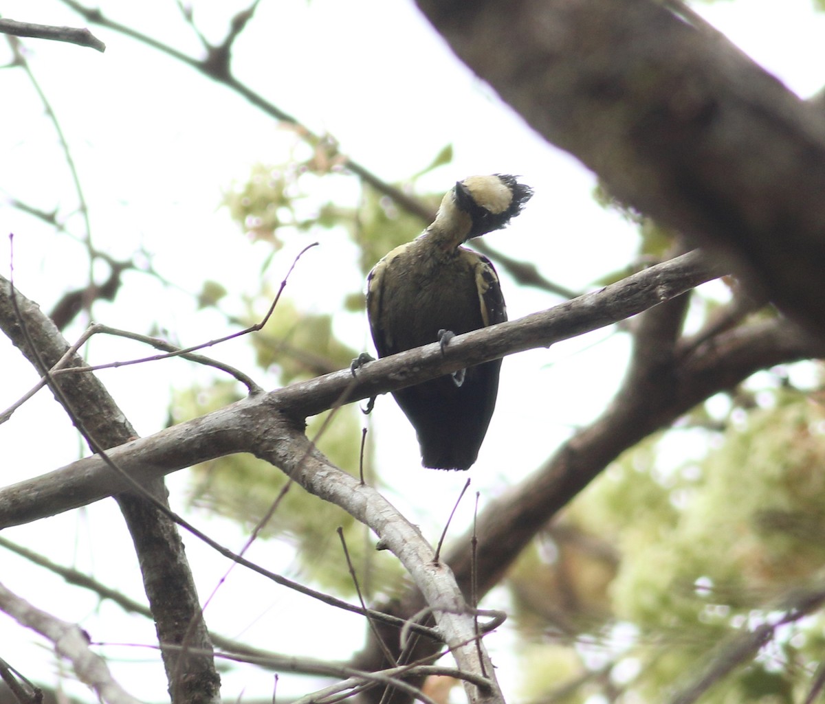 Heart-spotted Woodpecker - ML617723365