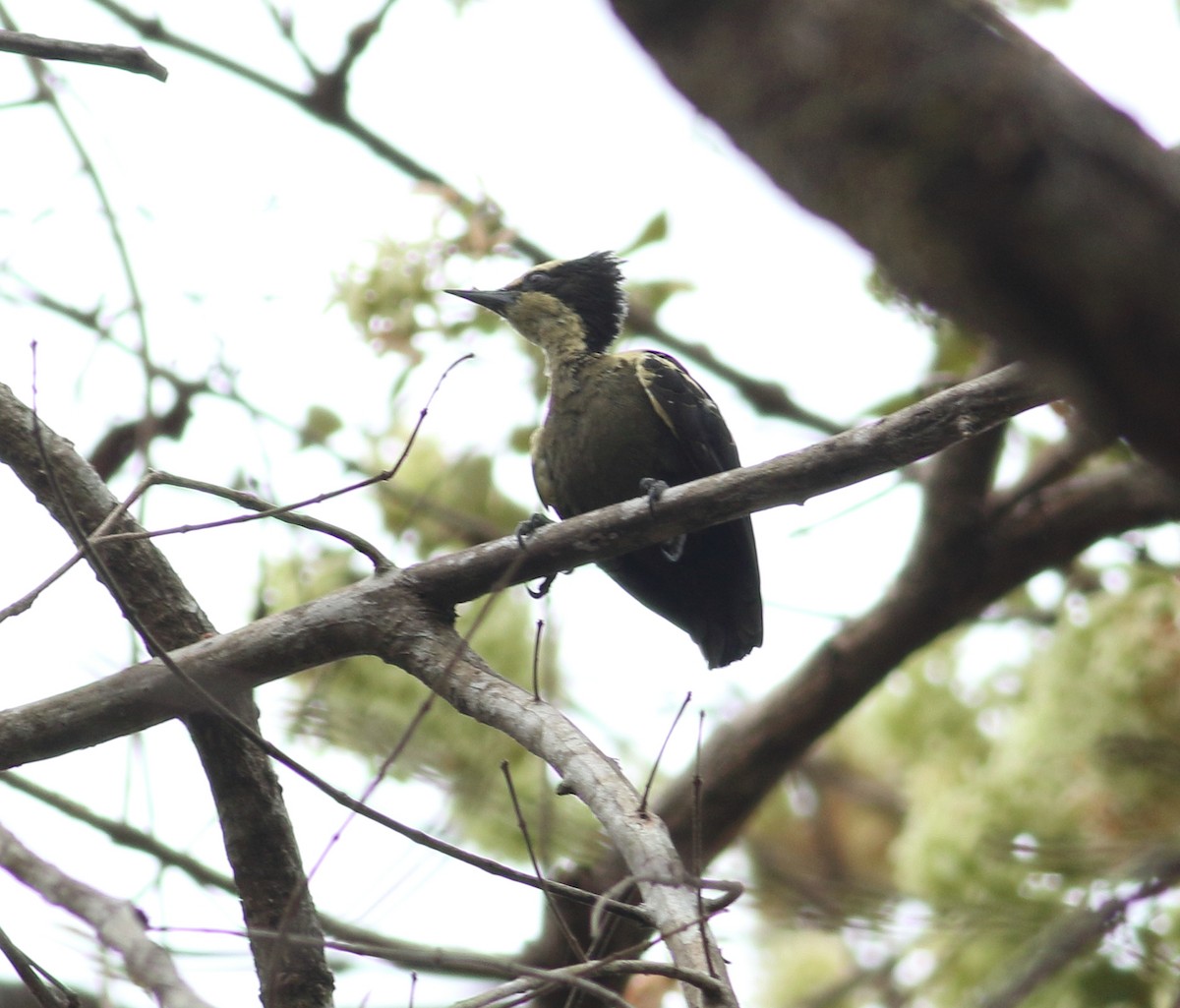 Heart-spotted Woodpecker - ML617723376