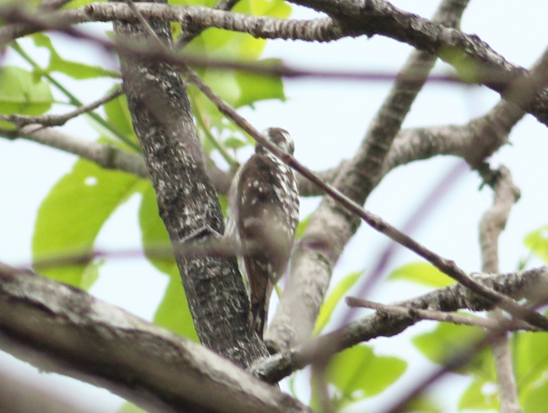 Brown-capped Pygmy Woodpecker - ML617723379