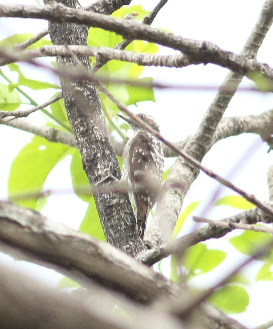 Brown-capped Pygmy Woodpecker - ML617723380