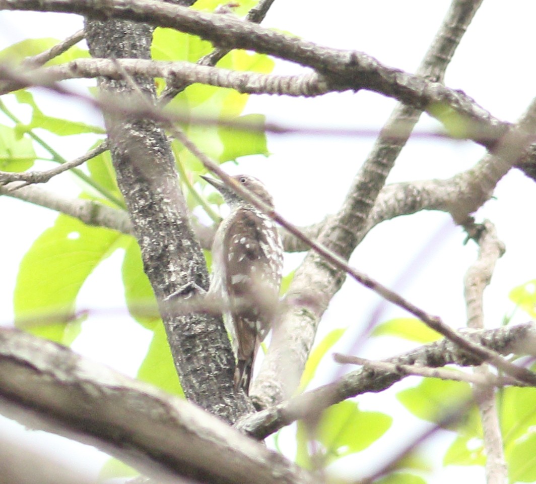 Brown-capped Pygmy Woodpecker - Savio Fonseca (www.avocet-peregrine.com)