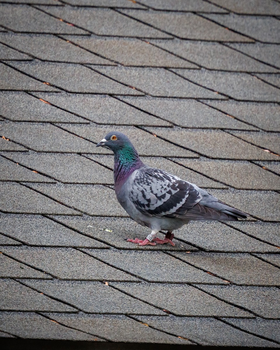 Rock Pigeon (Feral Pigeon) - ML617723428