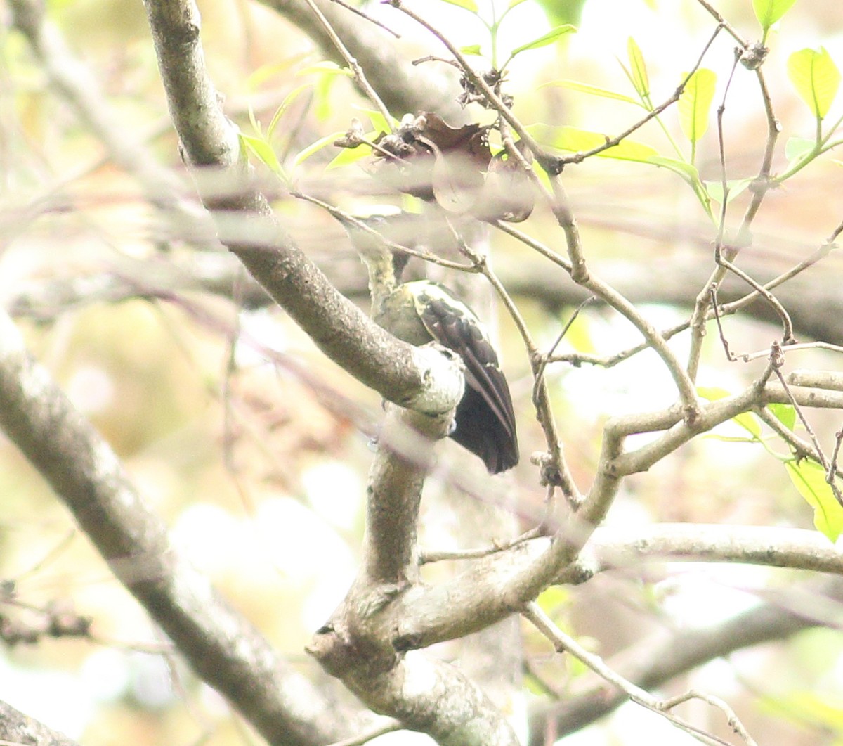 Heart-spotted Woodpecker - ML617723441