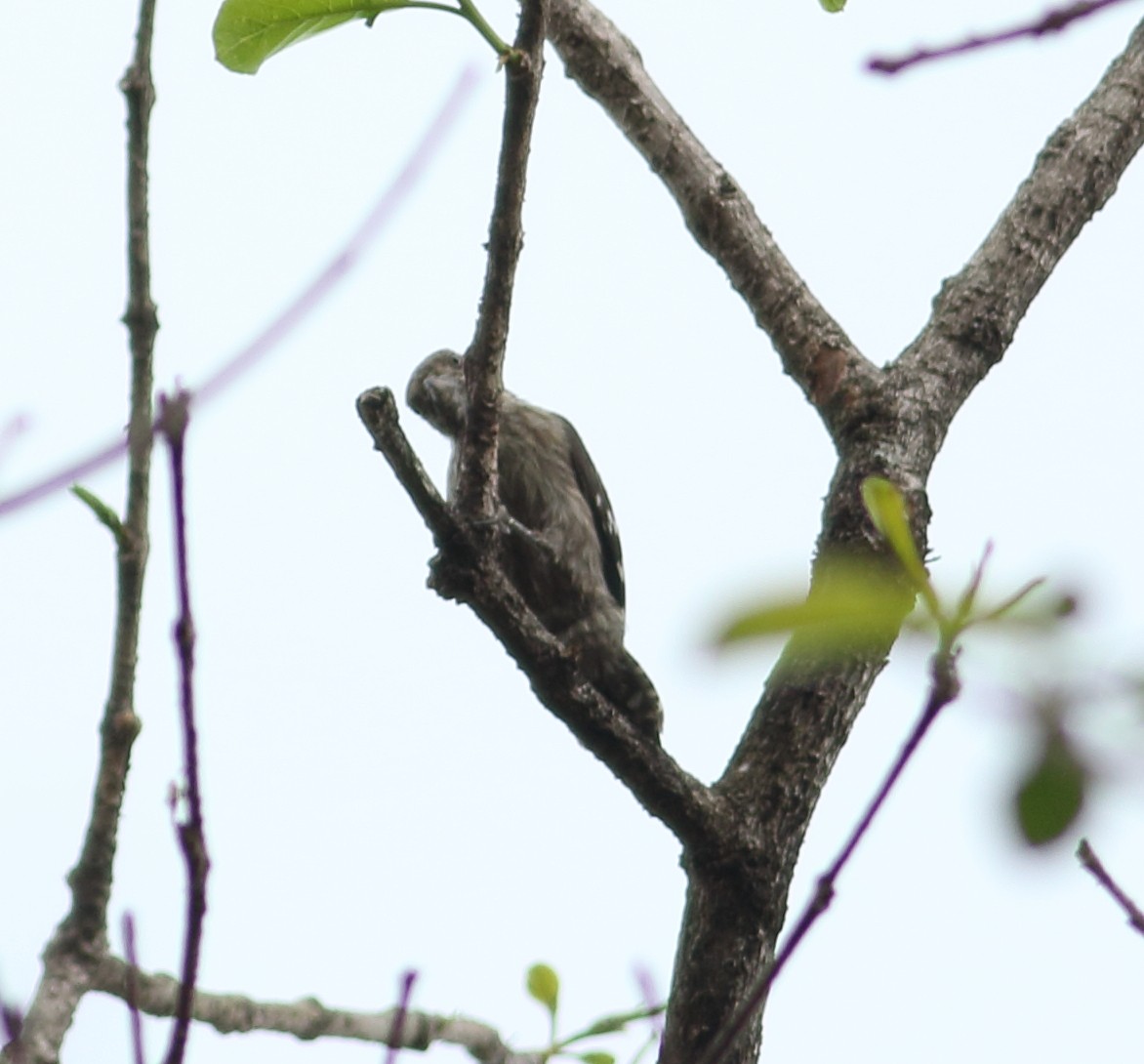 Brown-capped Pygmy Woodpecker - ML617723469