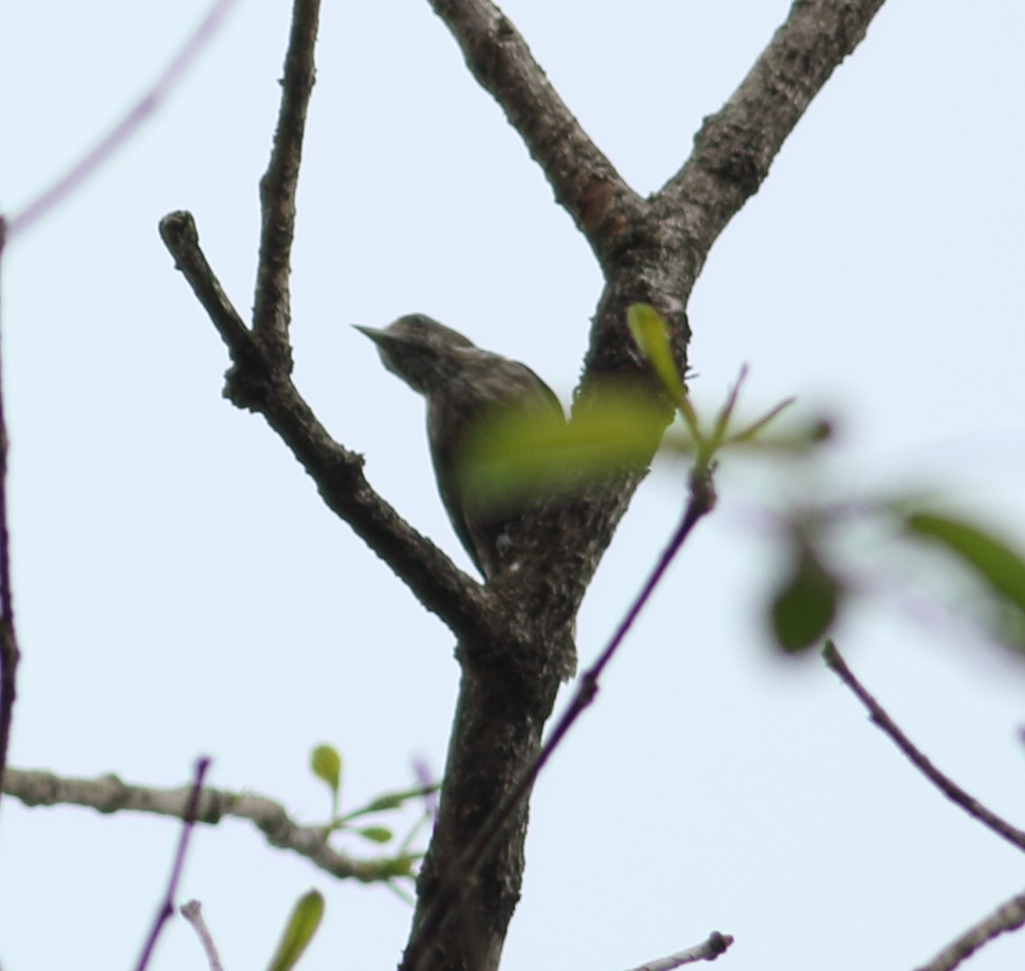 Brown-capped Pygmy Woodpecker - ML617723480