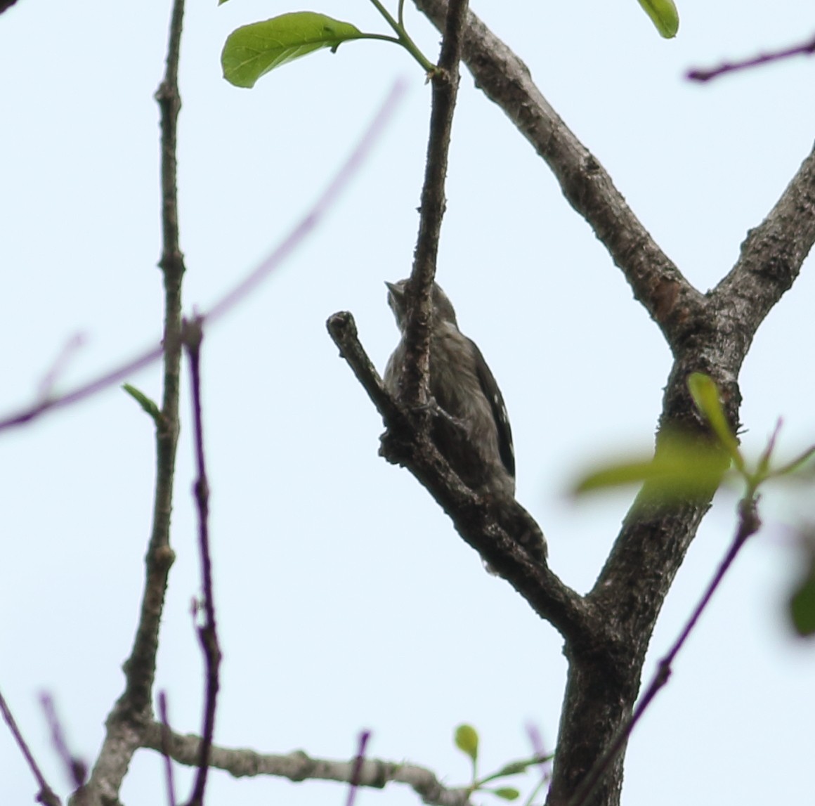 Brown-capped Pygmy Woodpecker - ML617723486
