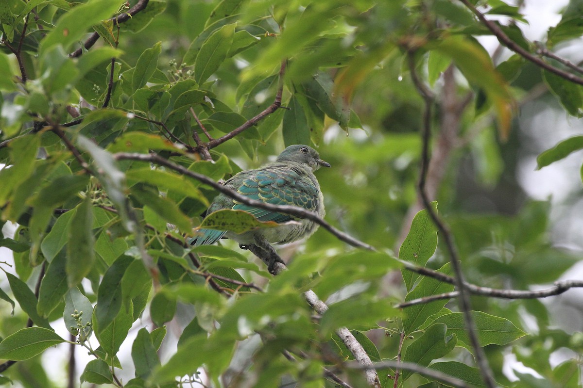 Many-colored Fruit-Dove - ML617723504
