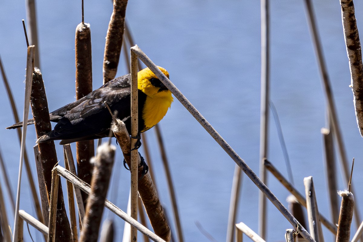 Yellow-headed Blackbird - ML617723530