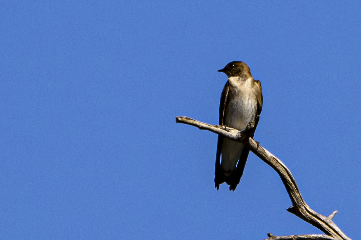 Northern Rough-winged Swallow - Jef Blake