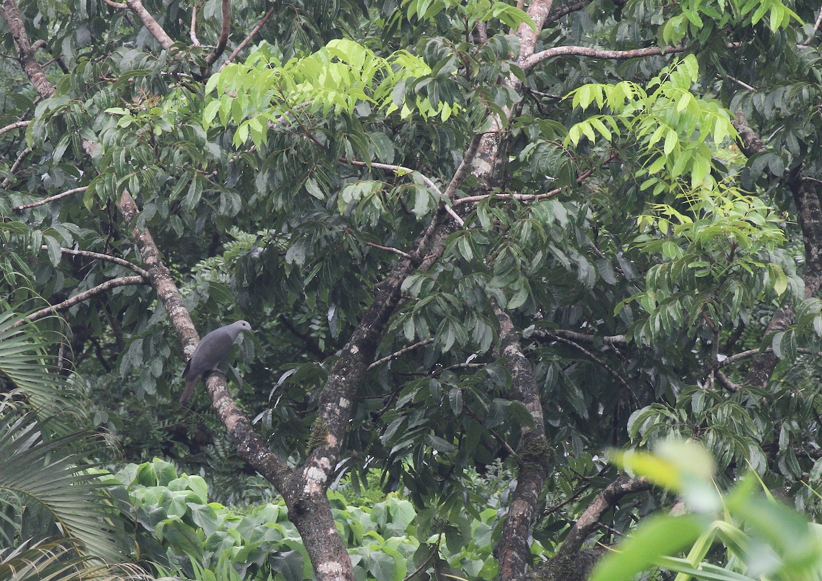 Фиджийский плодовый голубь - ML617723580
