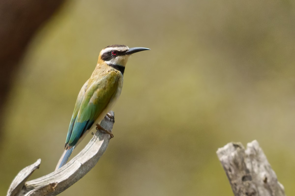 White-throated Bee-eater - Laurent Esselen