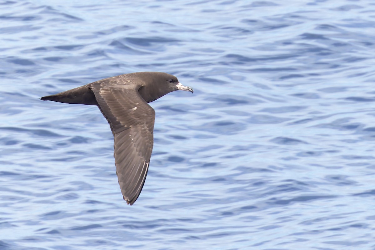 Flesh-footed Shearwater - ML617723684